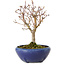 Acer palmatum, 18 cm, ± 12 years old, with a nebari of 3 cm