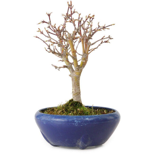 Acer palmatum, 18 cm, ± 12 años, con un nebari de 3 cm