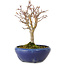 Acer palmatum, 18 cm, ± 12 ans, avec un nebari de 3 cm