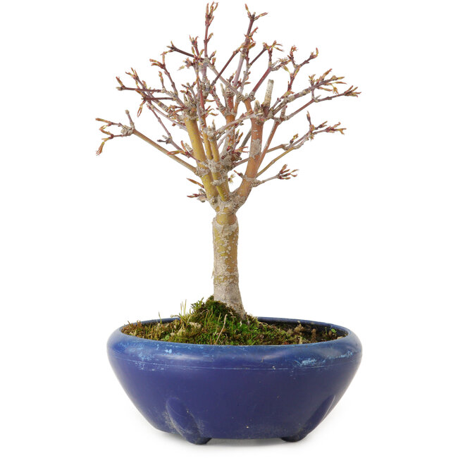 Acer palmatum, 18 cm, ± 12 años, con un nebari de 3 cm