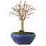 Acer palmatum, 18 cm, ± 12 Jahre alt, mit einem Wurzelhals von 3 cm