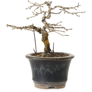 Diospyros kaki, 13 cm, ± 15 ans