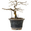 Diospyros kaki, 13 cm, ± 15 anni