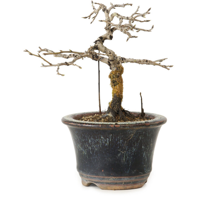 Diospyros kaki, 13 cm, ± 15 jaar oud