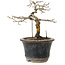 Diospyros kaki, 13 cm, ± 15 anni