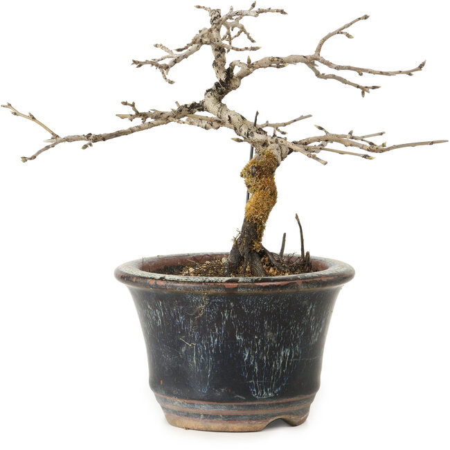 Diospyros kaki, 13 cm, ± 15 años