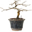 Diospyros kaki, 13 cm, ± 15 anni