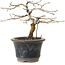 Diospyros kaki, 13 cm, ± 15 anni