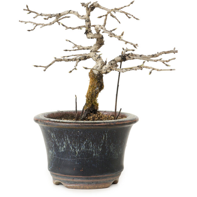 Diospyros kaki, 13 cm, ± 15 ans