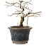 Diospyros kaki, 13 cm, ± 15 anni
