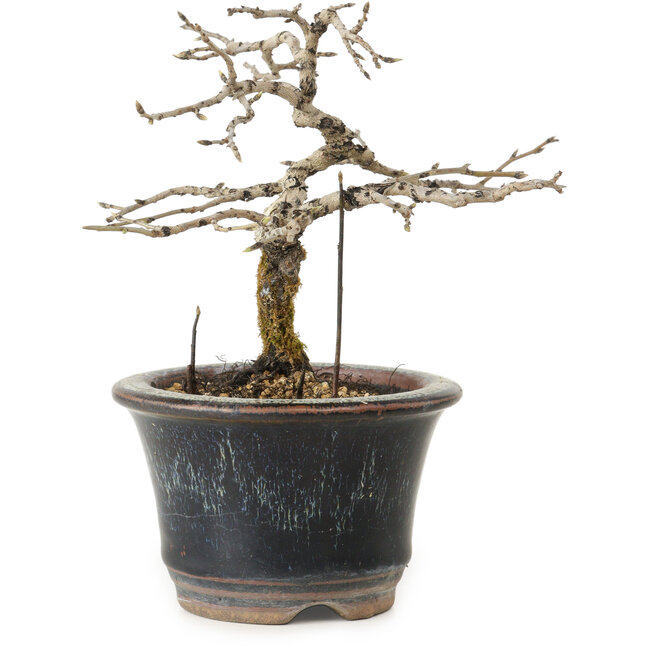 Diospyros kaki, 13 cm, ± 15 Jahre alt