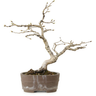 Diospyros kaki, 20 cm, ± 15 ans