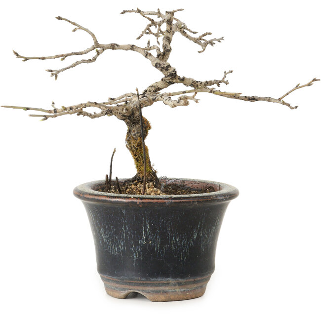 Diospyros kaki, 13 cm, ± 15 ans