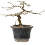 Diospyros kaki, 13 cm, ± 15 anni