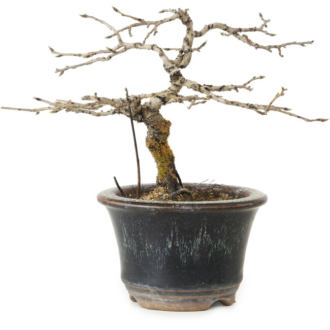 Diospyros kaki, 13 cm, ± 15 jaar oud