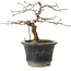 Diospyros kaki, 13 cm, ± 15 anni