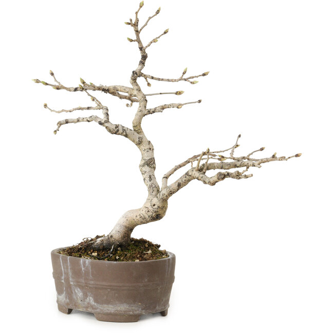 Diospyros kaki, 20 cm, ± 15 ans