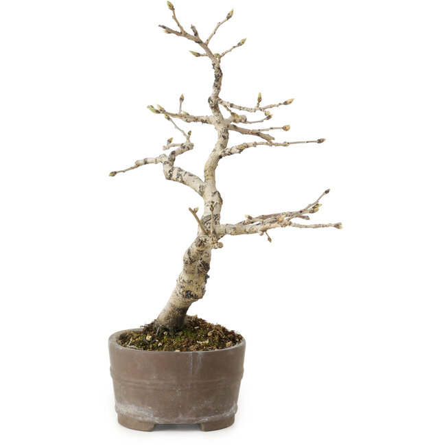 Diospyros kaki, 20 cm, ± 15 jaar oud