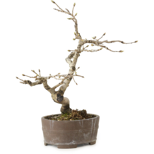 Diospyros kaki, 20 cm, ± 15 jaar oud