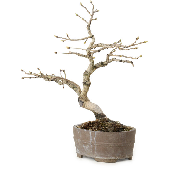 Diospyros kaki, 20 cm, ± 15 ans