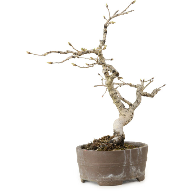 Diospyros kaki, 20 cm, ± 15 ans