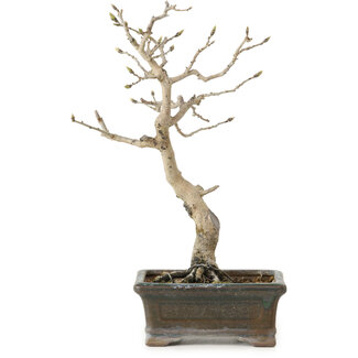 Diospyros kaki, 20 cm, ± 15 jaar oud