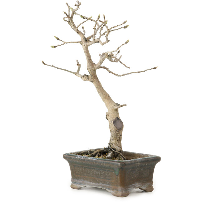 Diospyros kaki, 20 cm, ± 15 anni