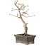 Diospyros kaki, 20 cm, ± 15 anni