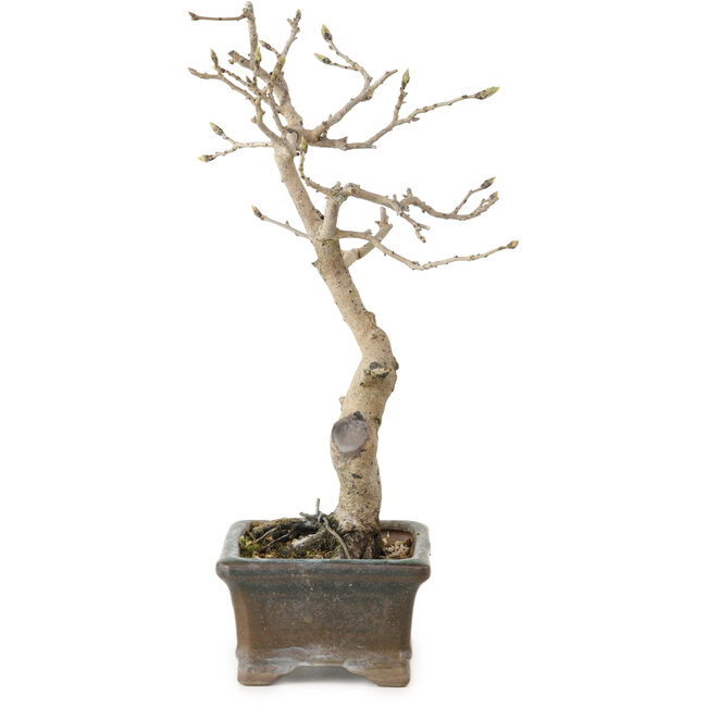 Diospyros kaki, 20 cm, ± 15 jaar oud