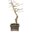 Diospyros kaki, 20 cm, ± 15 anni
