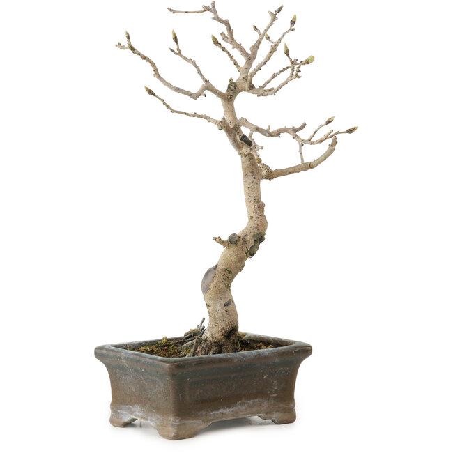 Diospyros kaki, 20 cm, ± 15 years old