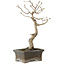 Diospyros kaki, 20 cm, ± 15 anni