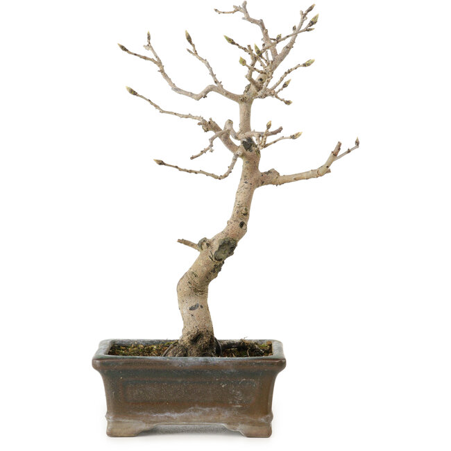 Diospyros kaki, 20 cm, ± 15 anni