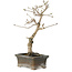 Diospyros kaki, 20 cm, ± 15 anni