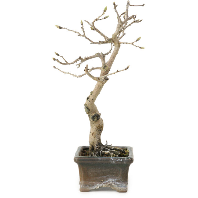 Diospyros kaki, 20 cm, ± 15 anni