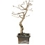 Diospyros kaki, 20 cm, ± 15 anni