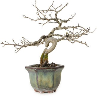 Diospyros kaki, 16 cm, ± 15 years old