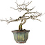 Diospyros kaki, 16 cm, ± 15 anni
