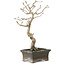 Diospyros kaki, 20 cm, ± 15 anni