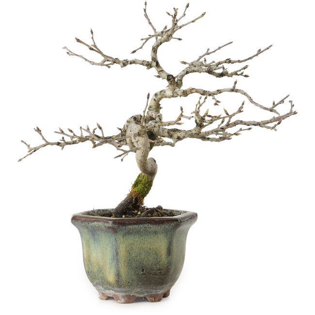 Diospyros kaki, 16 cm, ± 15 years old