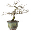 Diospyros kaki, 16 cm, ± 15 anni