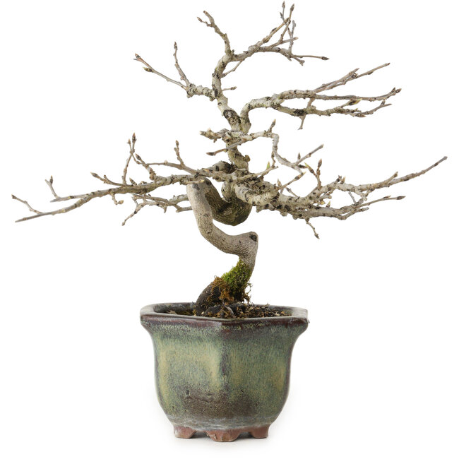 Diospyros kaki, 16 cm, ± 15 ans