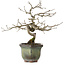 Diospyros kaki, 16 cm, ± 15 anni