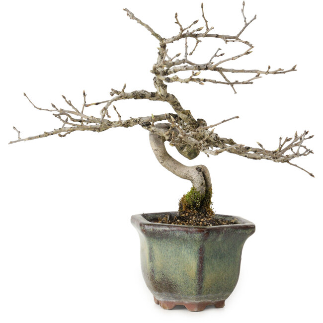 Diospyros kaki, 16 cm, ± 15 years old