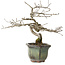 Diospyros kaki, 16 cm, ± 15 anni