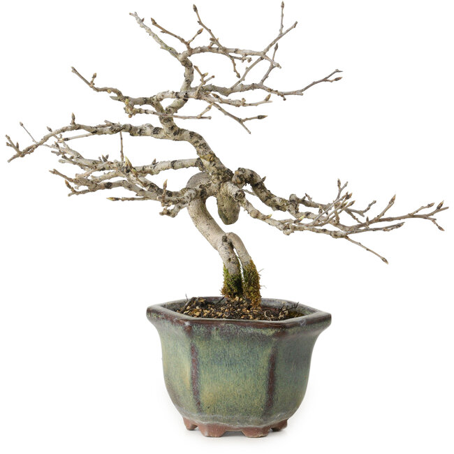 Diospyros kaki, 16 cm, ± 15 anni