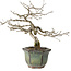 Diospyros kaki, 16 cm, ± 15 anni