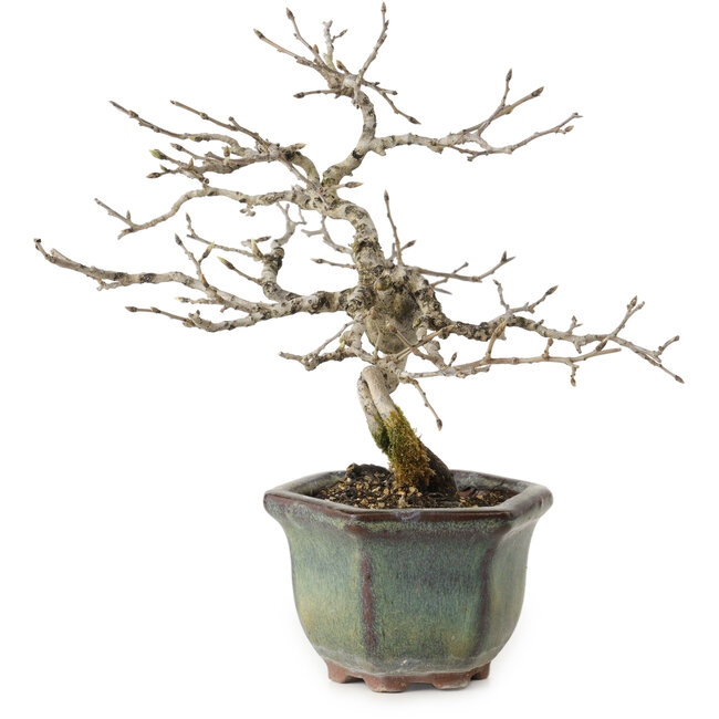 Diospyros kaki, 16 cm, ± 15 jaar oud