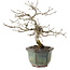 Diospyros kaki, 16 cm, ± 15 anni