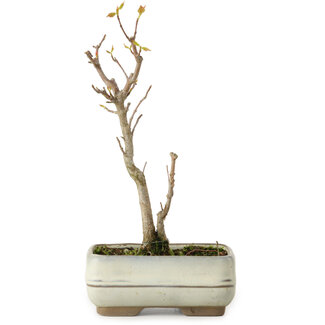 Acer buergerianum, 18 cm, ± 8 years old